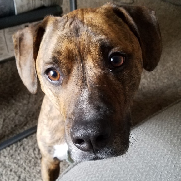 Sammy Dawg Thanks You for Your Purchase 💞 🐶💞 - Picture 6 of 8